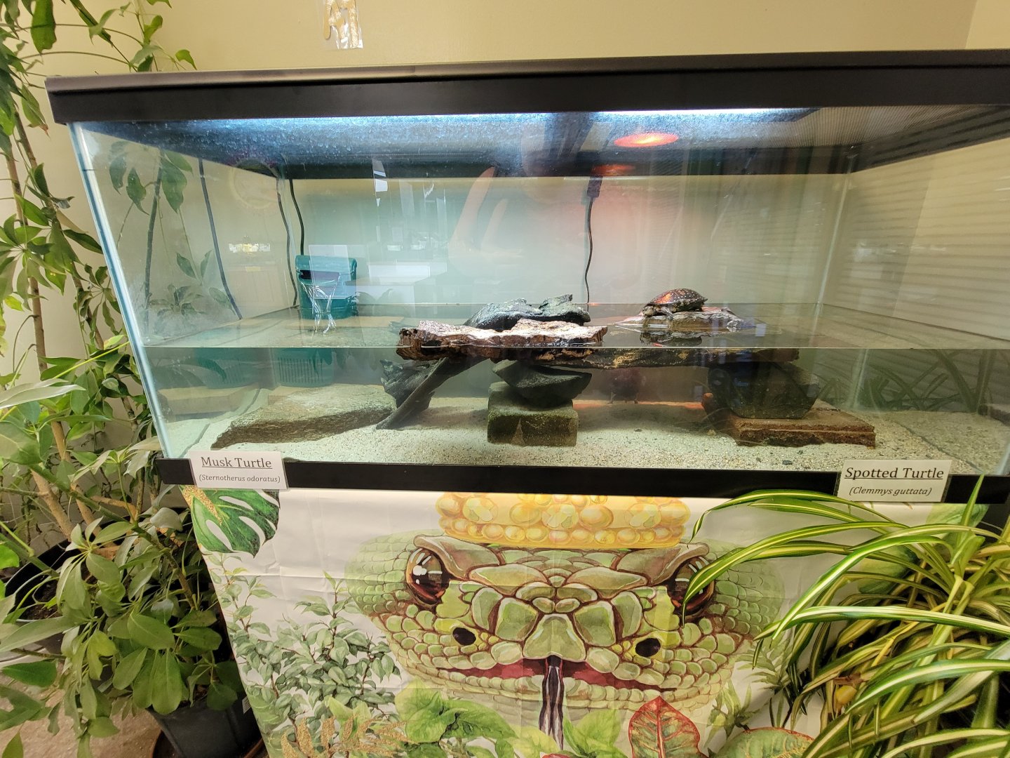 Riverside Reptiles - Musk turtle and spotted turtle