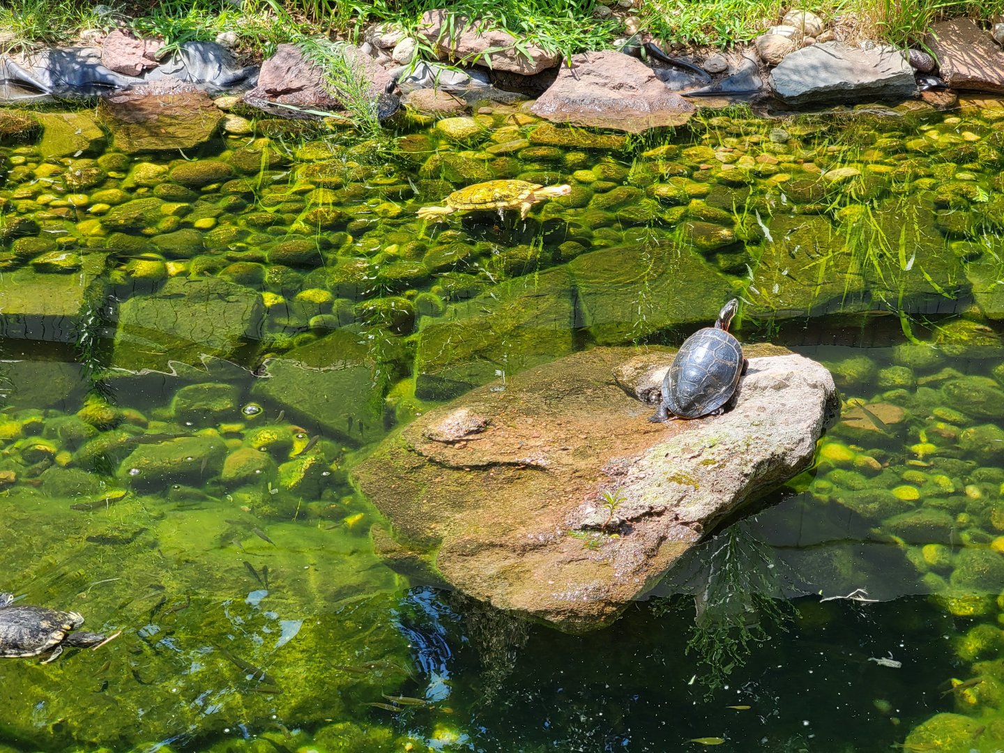 Riverside Reptiles - Outside turtle ponds