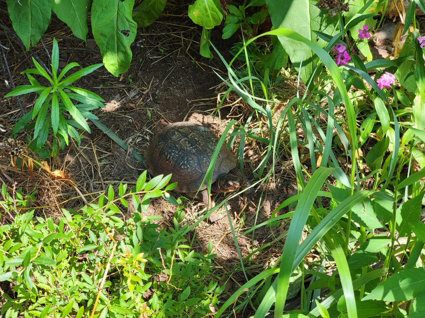 Riverside Reptiles - Outside turtle ponds