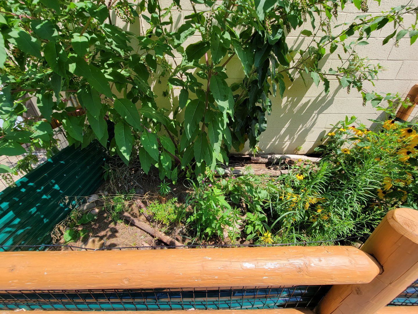 Riverside Reptiles - Outside turtle ponds