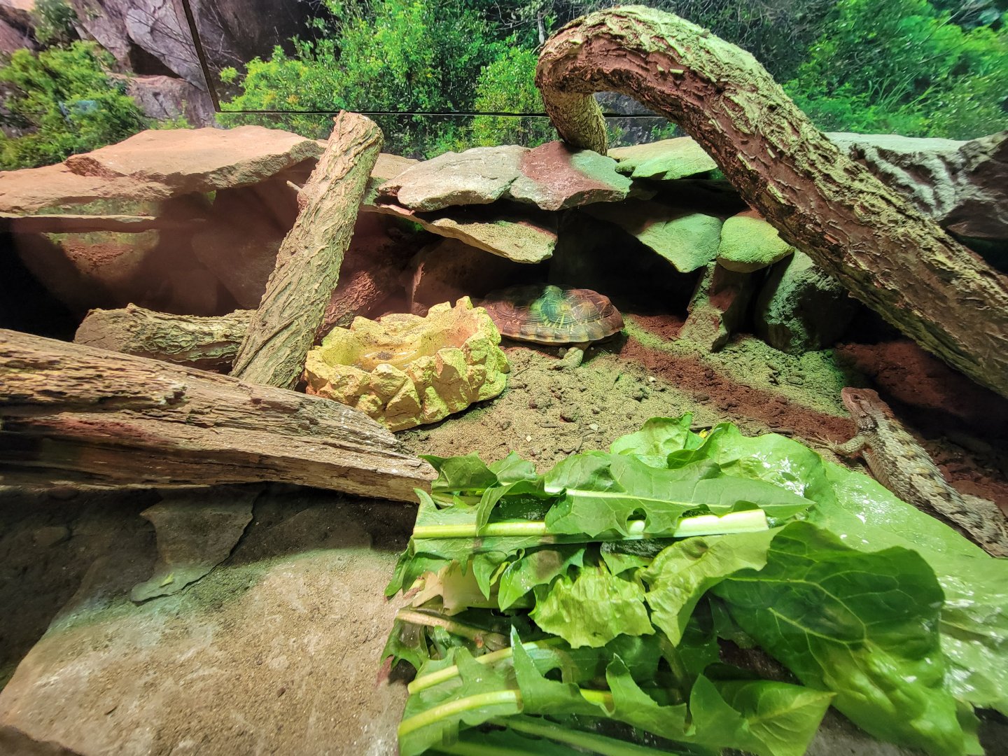 Riverside Reptiles - Pancake tortoise, texas fence lizard