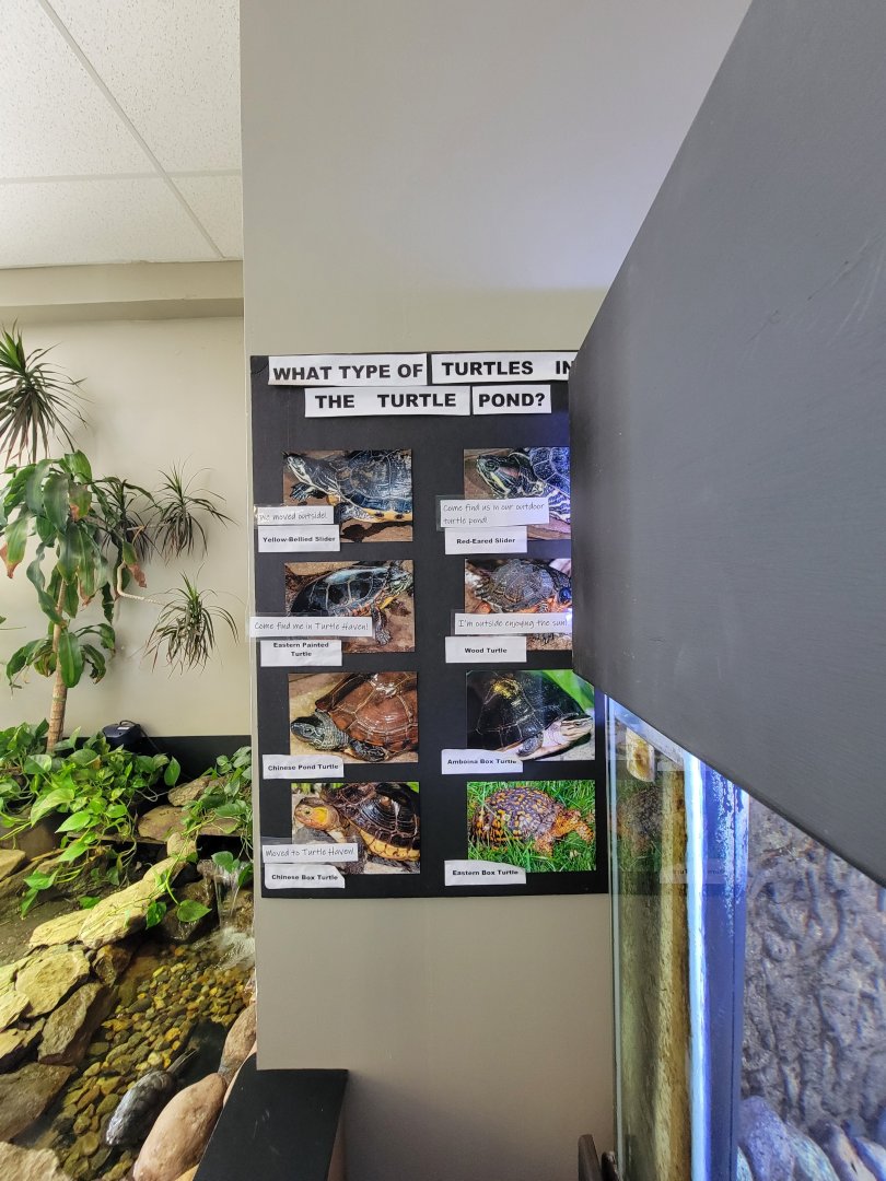 Riverside Reptiles - Pond turtles (were all outside)