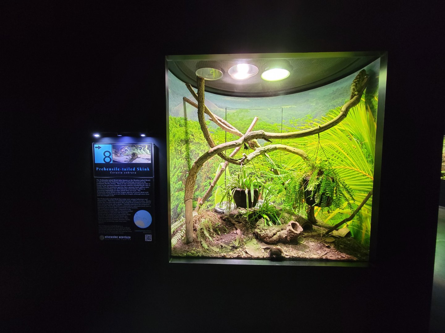 Riverside Reptiles - Prehensile-tailed skink