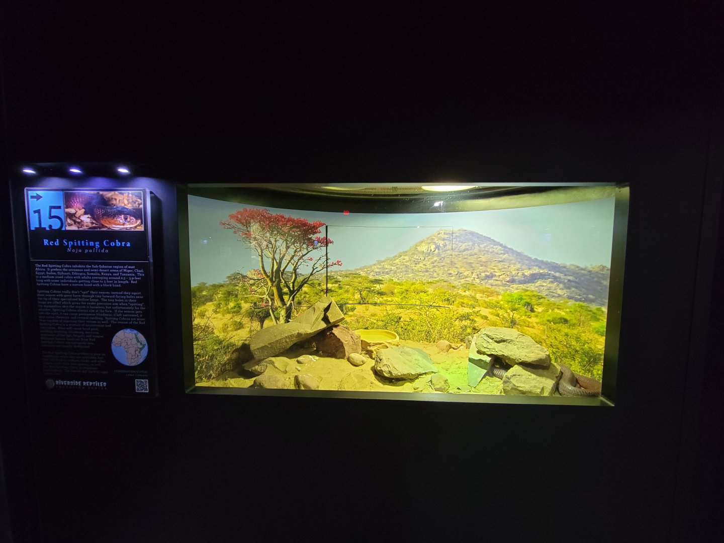 Riverside Reptiles - Red spitting cobra