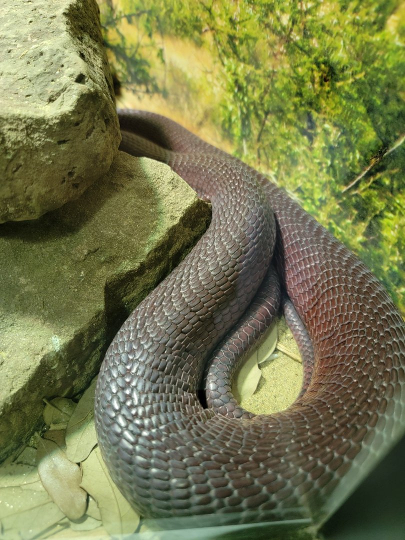 Riverside Reptiles - Red spitting cobra