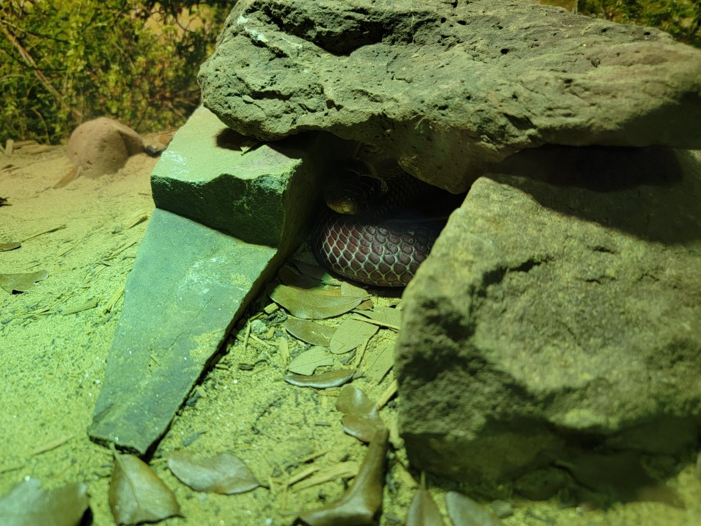 Riverside Reptiles - Red spitting cobra