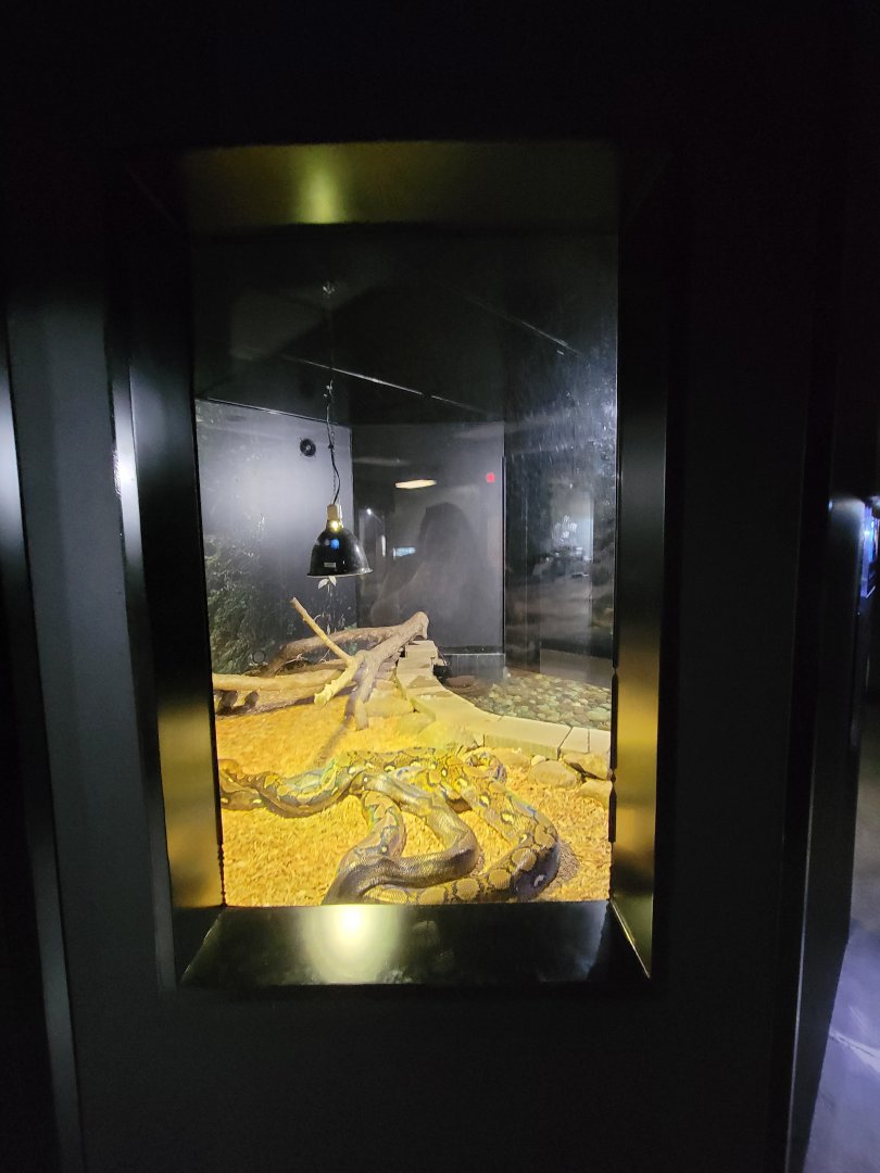 Riverside Reptiles - Reticulated pythons