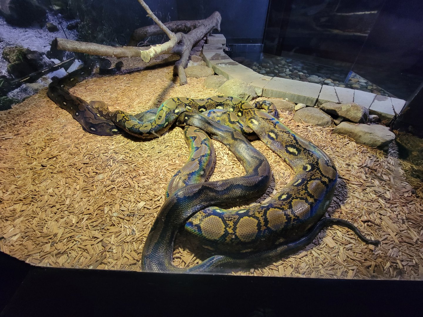 Riverside Reptiles - Reticulated pythons