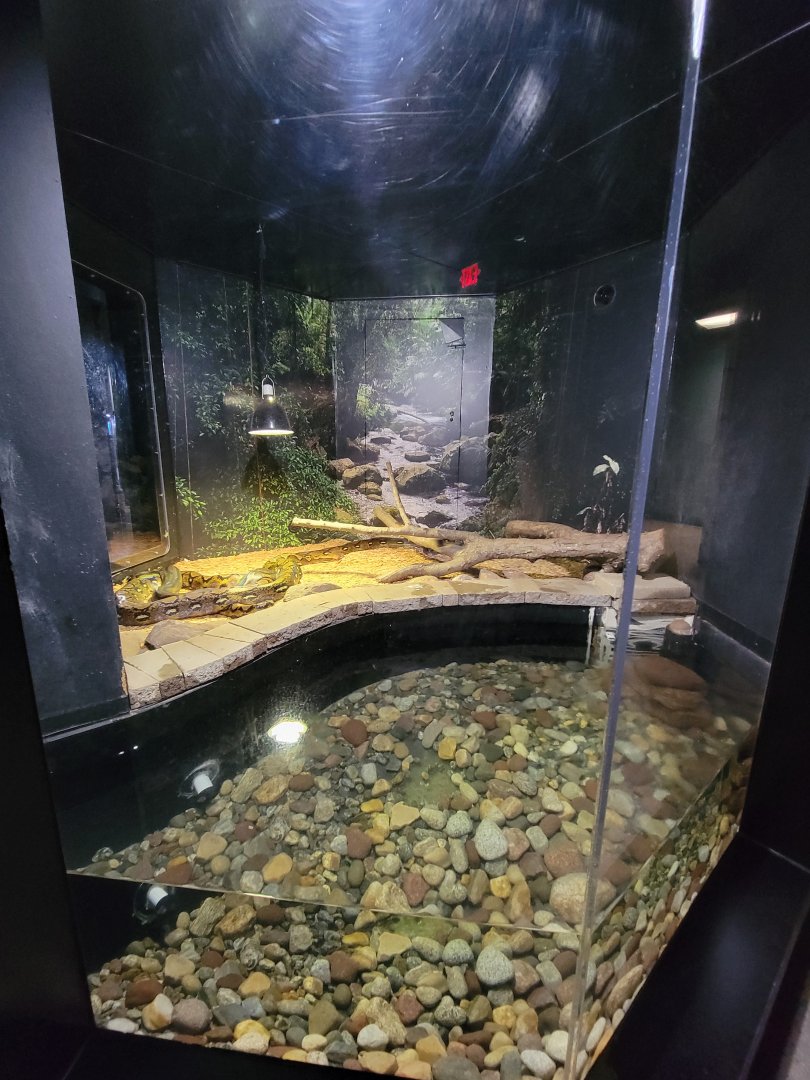 Riverside Reptiles - Reticulated pythons