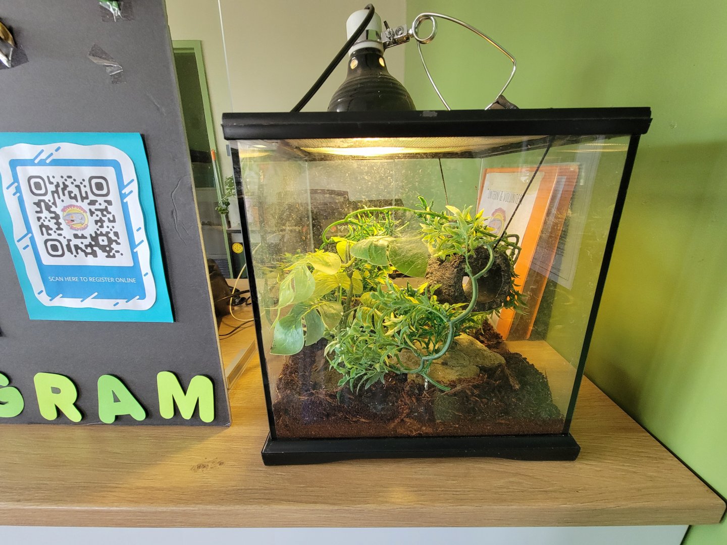 Riverside Reptiles - Rough green snake