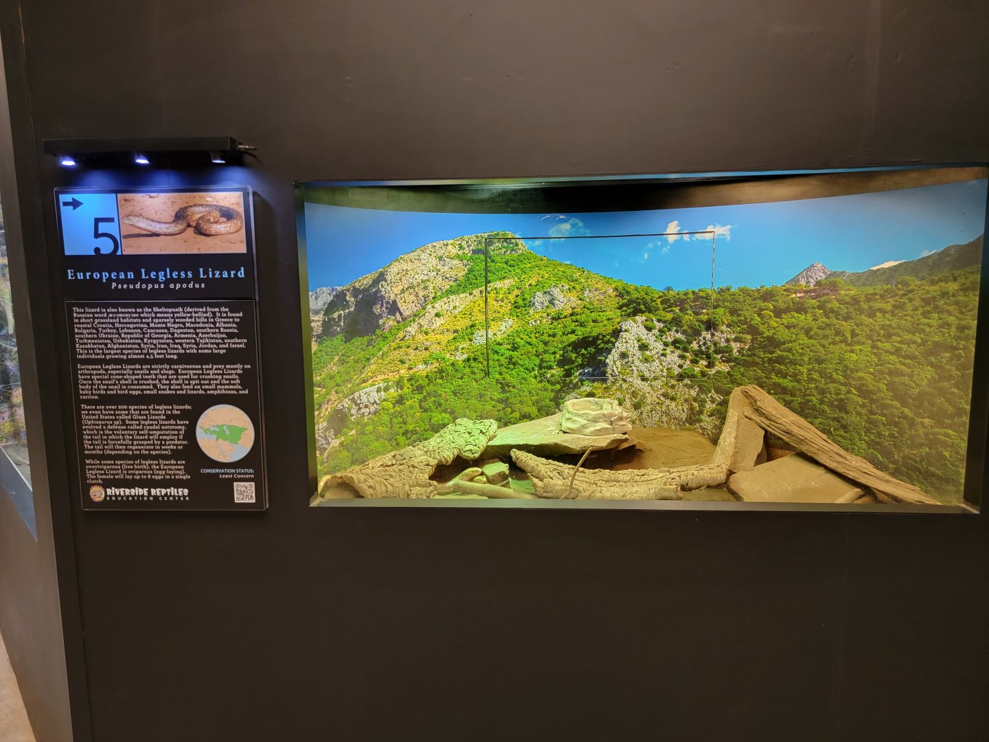 Riverside Reptiles - Sheltopusik