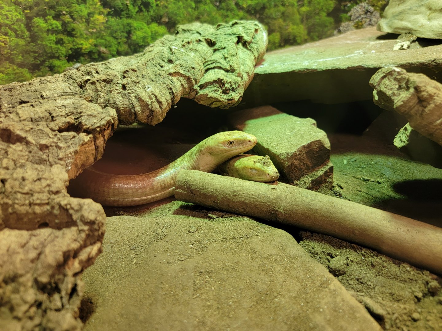 Riverside Reptiles - Sheltopusik