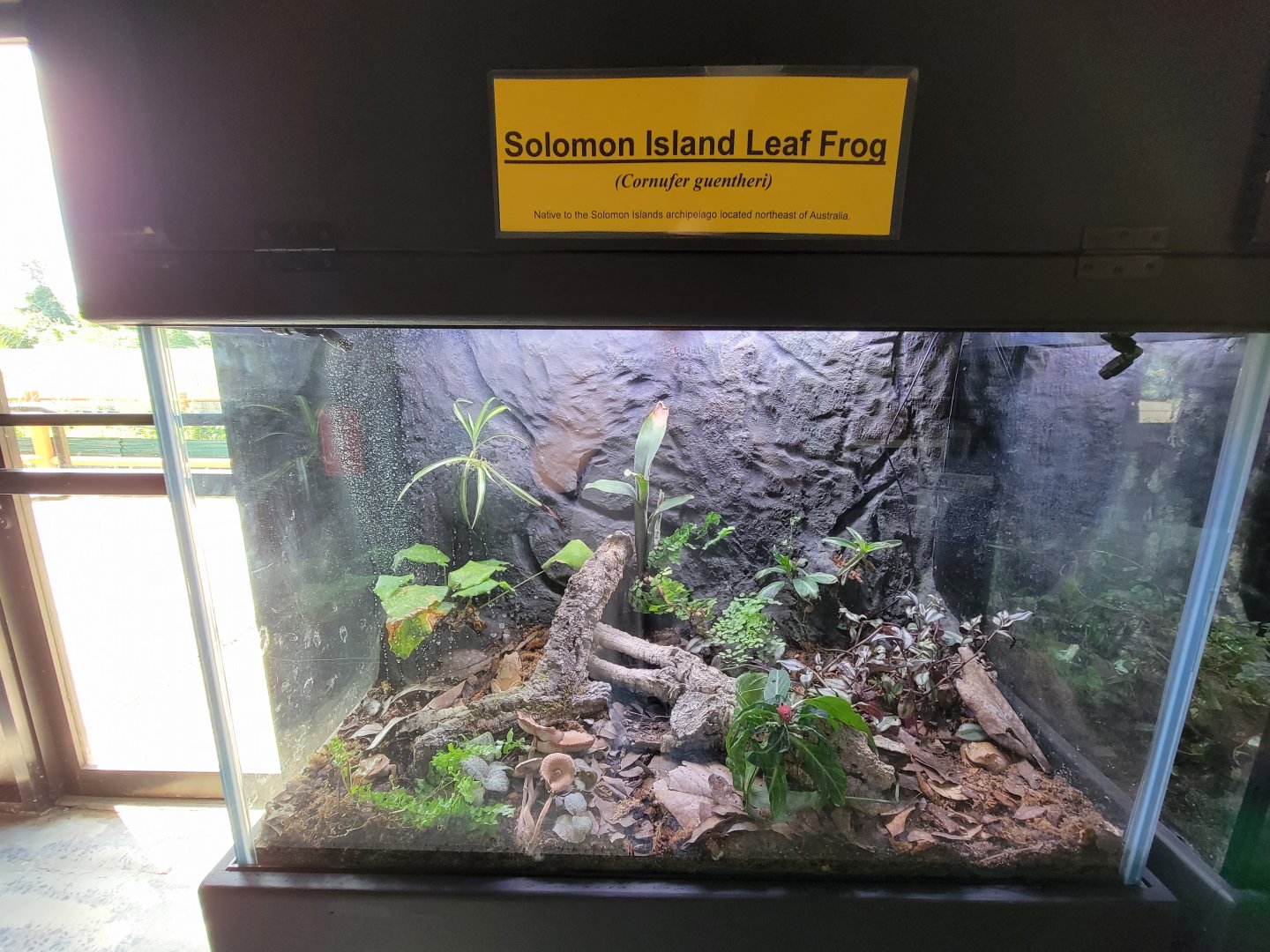 Riverside Reptiles - Solomon island leaf frog
