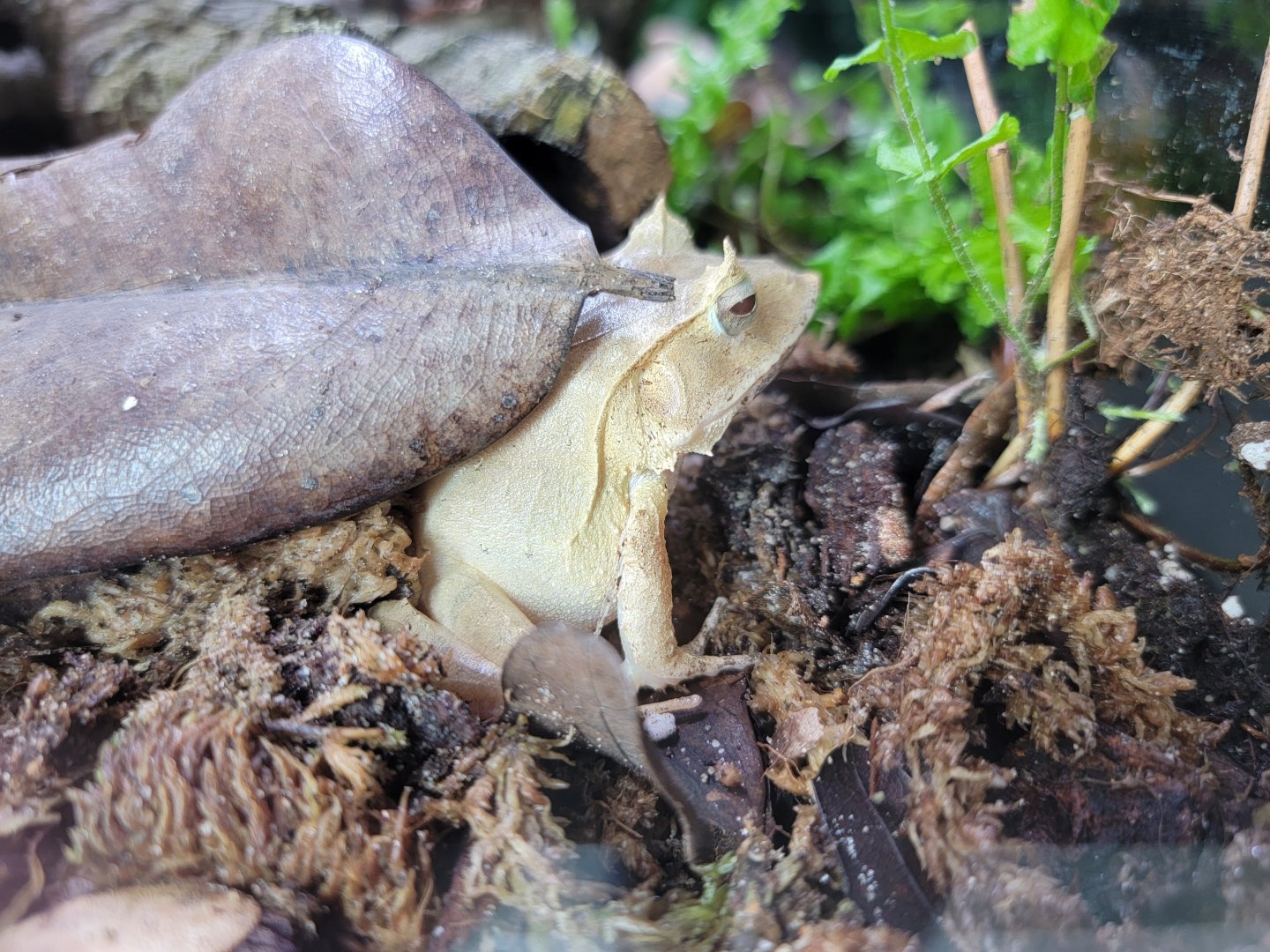 Riverside Reptiles - Solomon island leaf frog