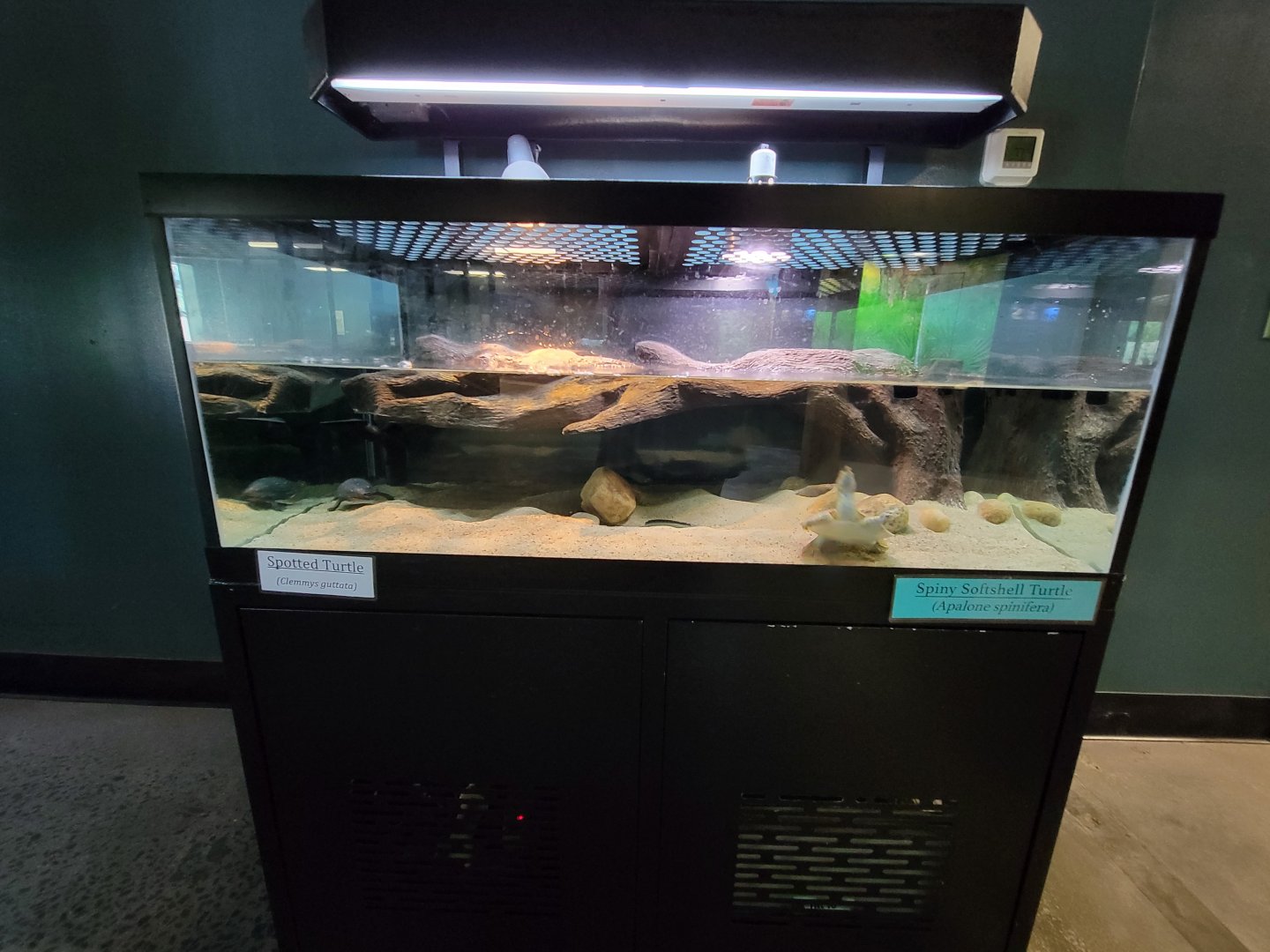 Riverside Reptiles - Spotted turtle, spiny softshell turtle