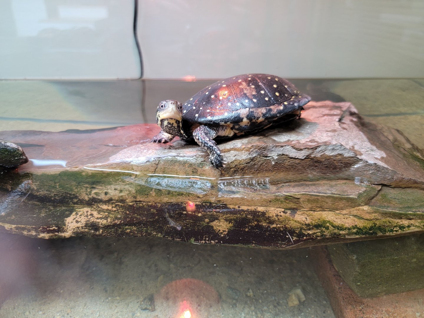 Riverside Reptiles - Spotted turtle