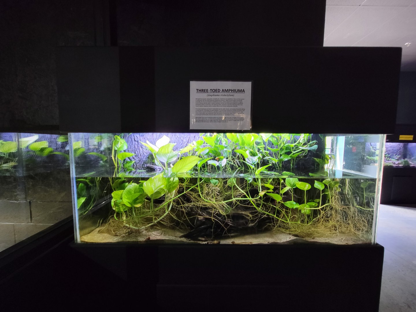 Riverside Reptiles - Three-toed amphiuma