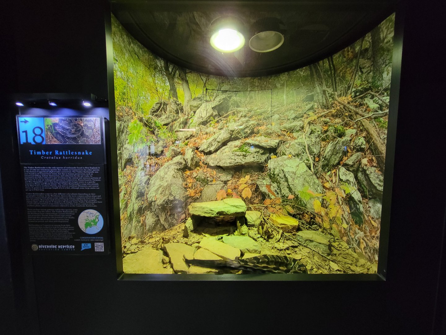 Riverside Reptiles - Timber rattlesnake