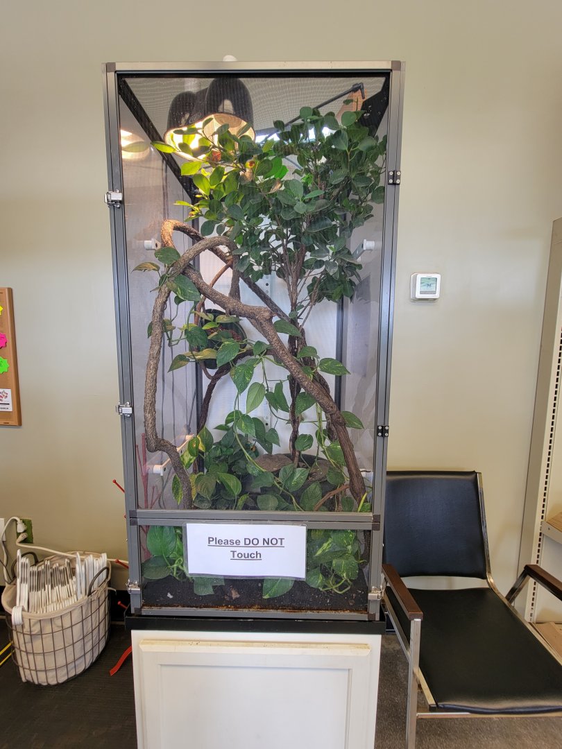 Riverside Reptiles - Veiled chameleon