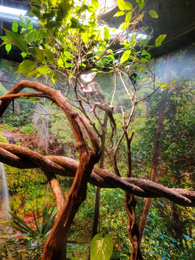 Riverside Reptiles - Veiled chameleon