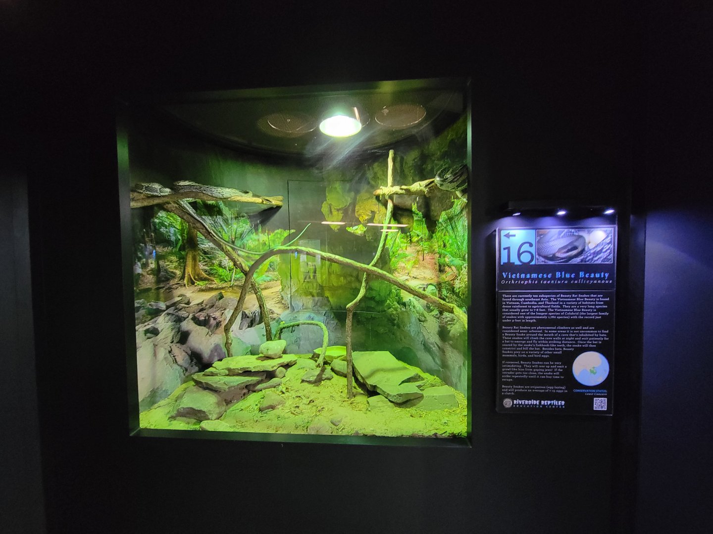 Riverside Reptiles - Vietnamese blue beauty rat snake