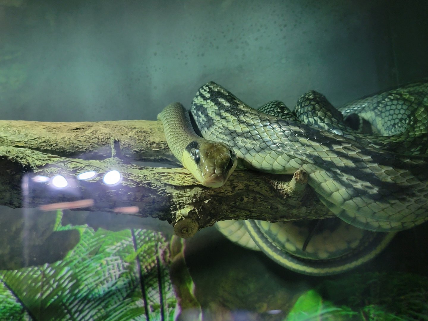 Riverside Reptiles - Vietnamese blue beauty rat snake