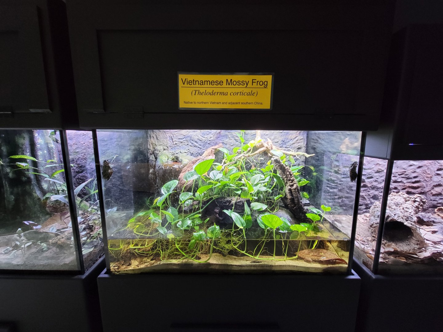 Riverside Reptiles - Vietnamese mossy frogs