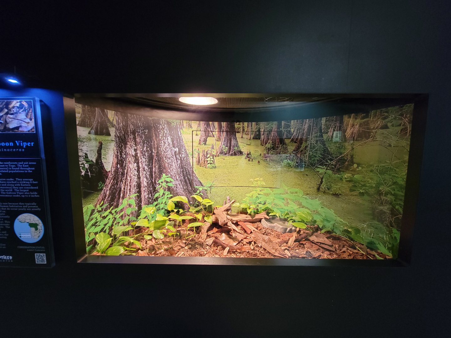 Riverside Reptiles - West African gaboon viper