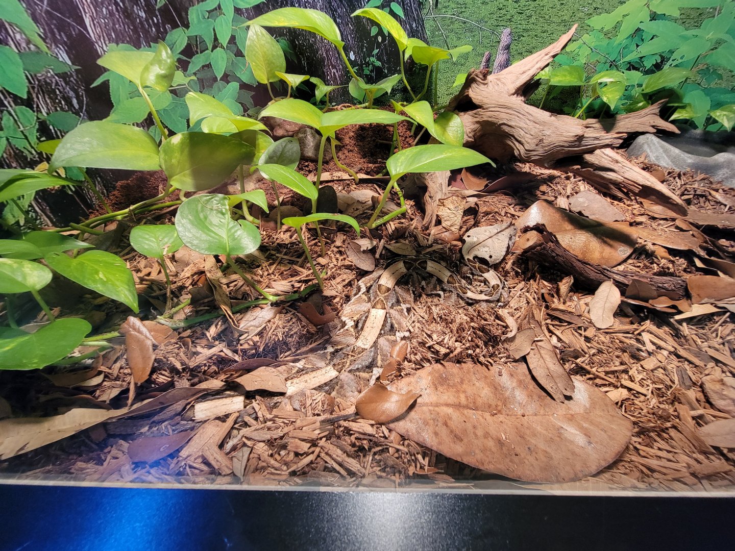 Riverside Reptiles - West African gaboon viper