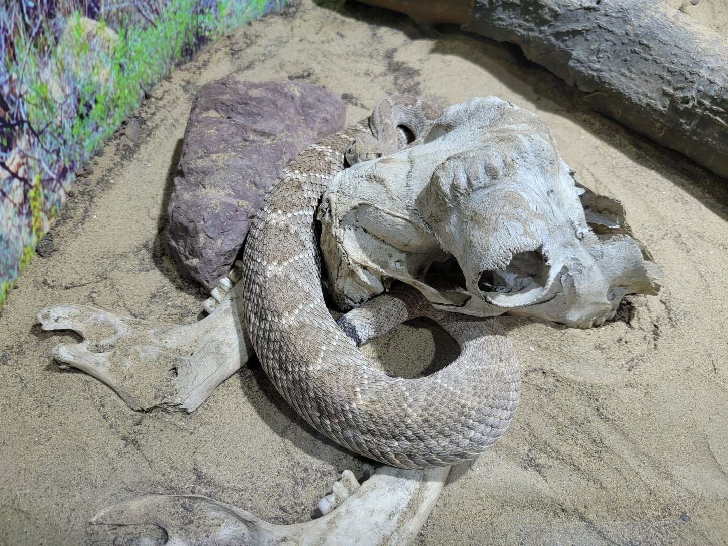 Riverside Reptiles - Western diamondback