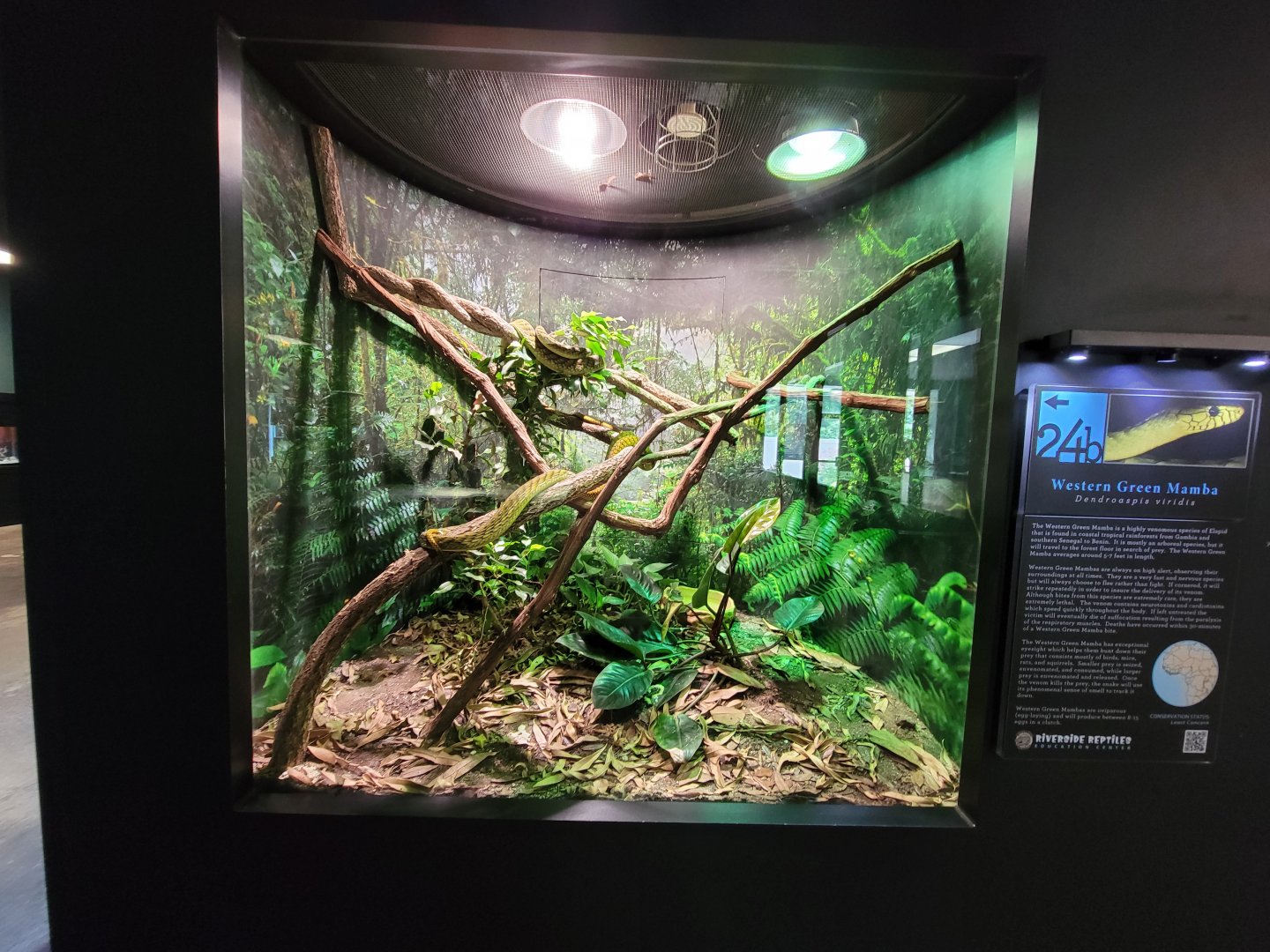 Riverside Reptiles - Western green mamba