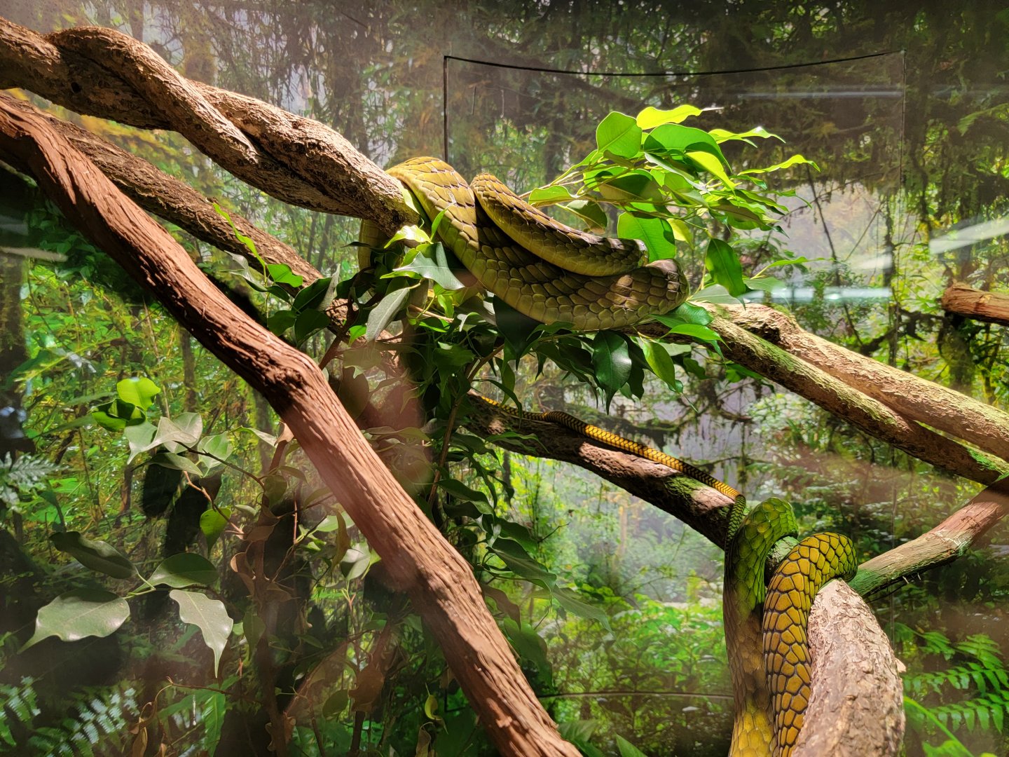 Riverside Reptiles - Western green mamba