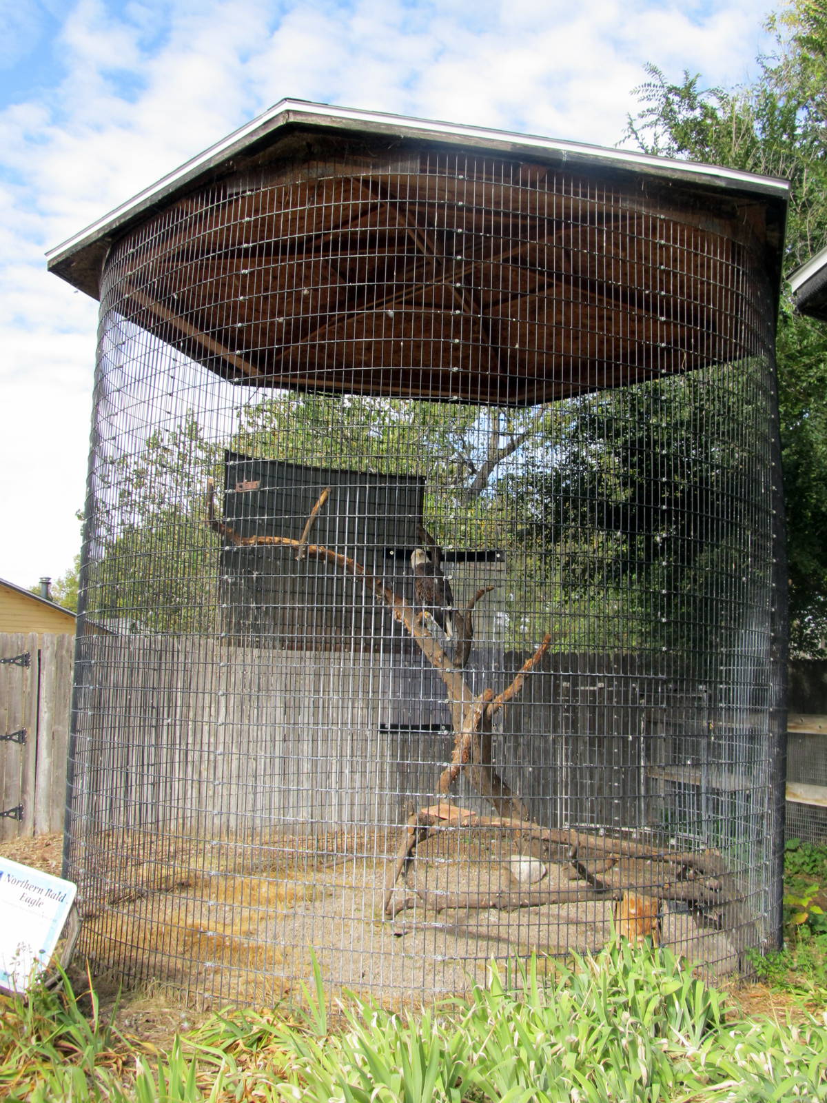 Riverside Zoo - Bald Eagle Exhibit