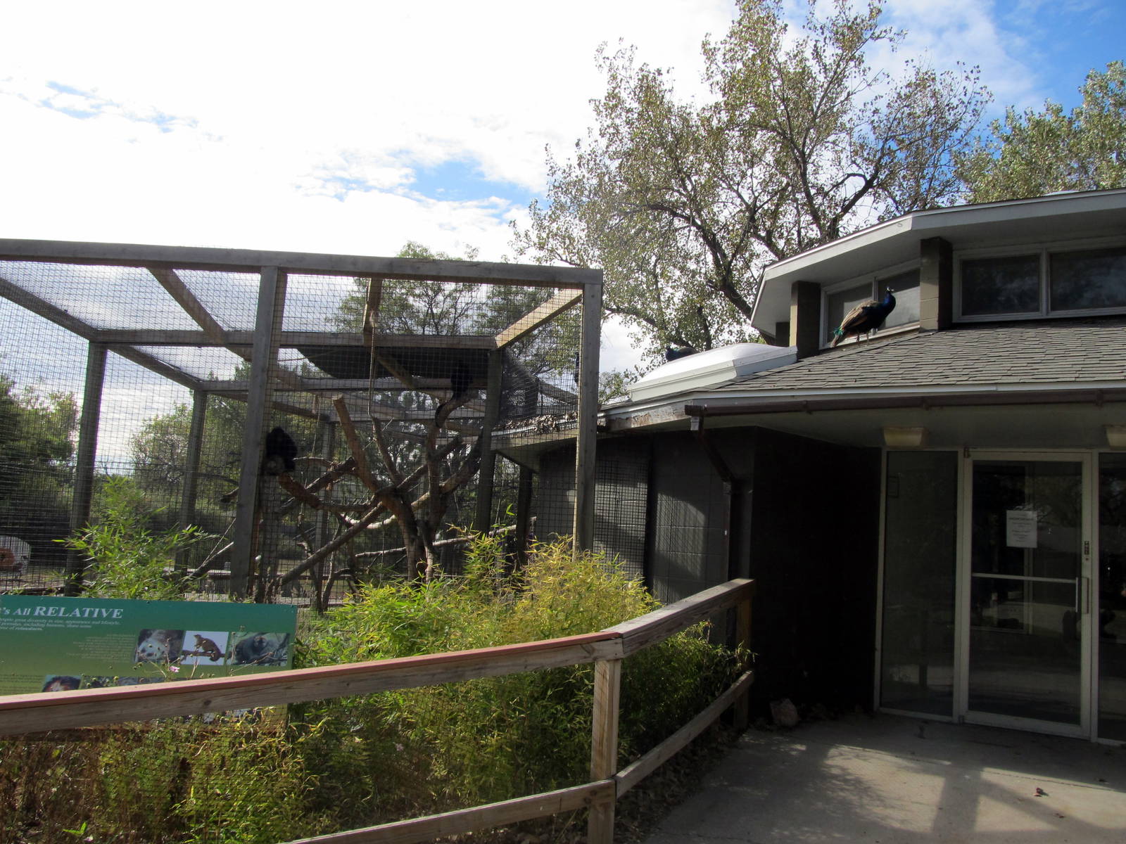 Riverside Zoo - Brown-headed Spider Monkey Exhibit