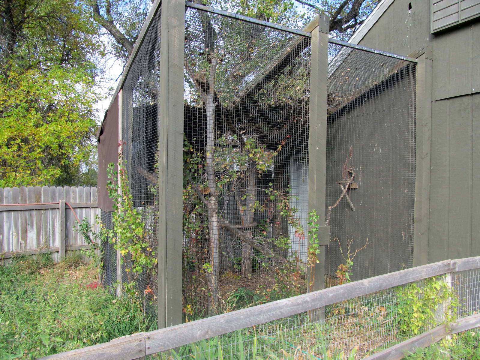 Riverside Zoo - Golden-headed Lion Tamarin Exhibit