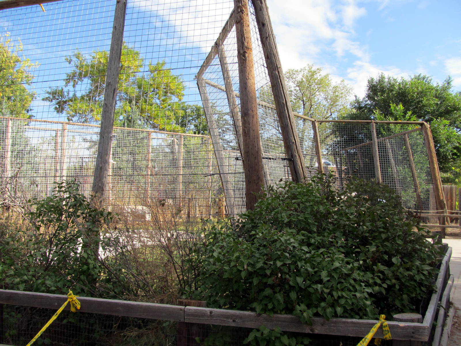 Riverside Zoo - Lion Exhibit