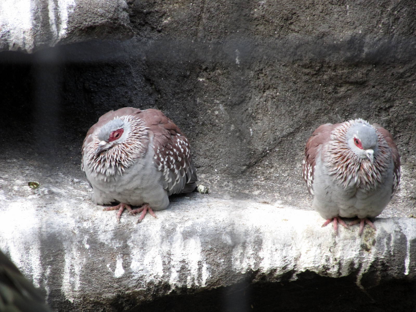 Riverside Zoo - Speckled Pigeons?