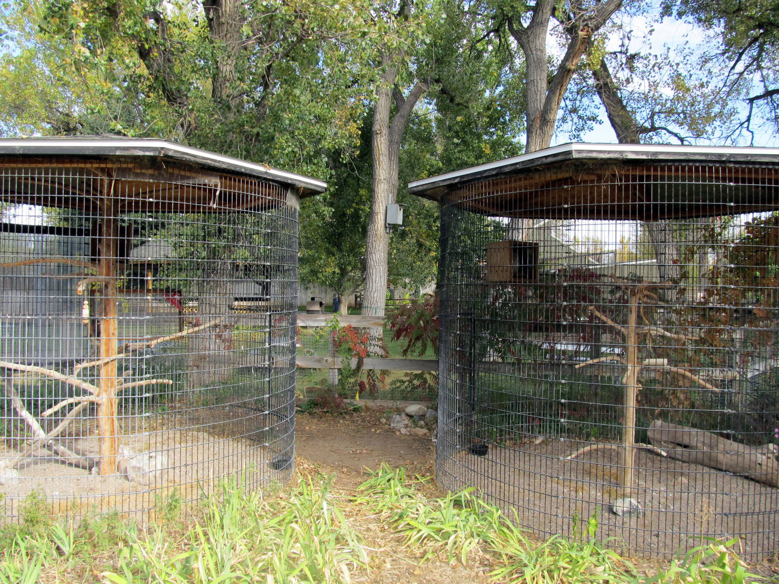 Riverside Zoo - Swainson's Hawk and Great Horned Owl Exhibits