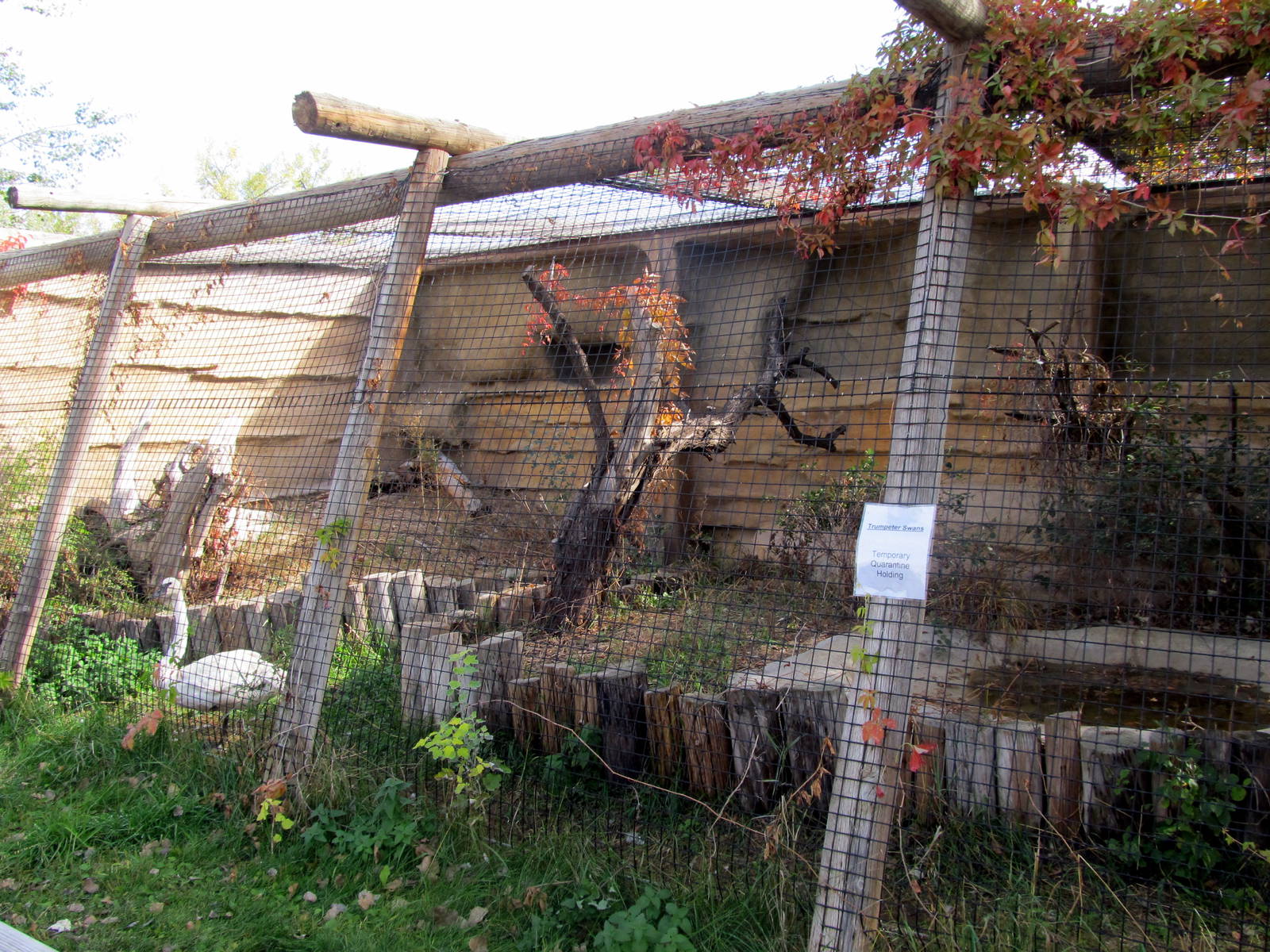 Riverside Zoo - Trumpeter Swan Exhibit