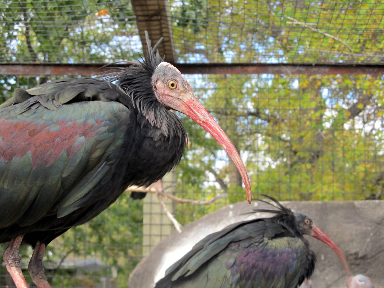 Riverside Zoo - Waldrapp Ibises