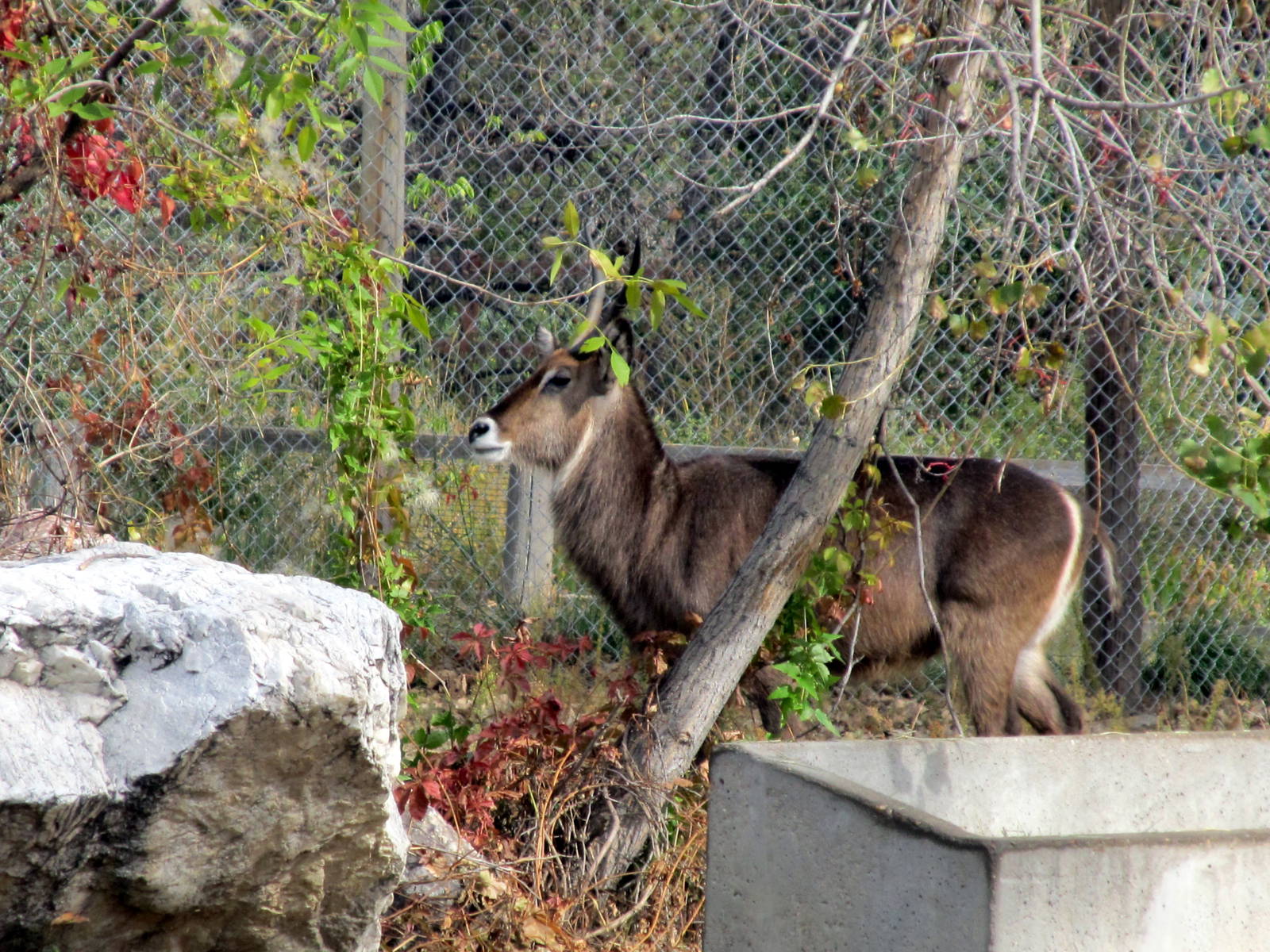 Riverside Zoo - Waterbuck