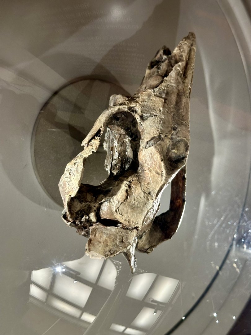 Riversleigh killer kangaroo (Ekaltadeta ima)