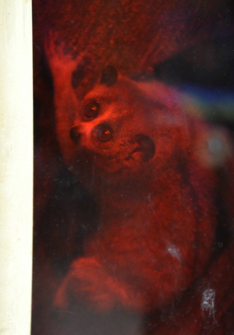 Rizzo, 5-month-old slow loris 5/21/17