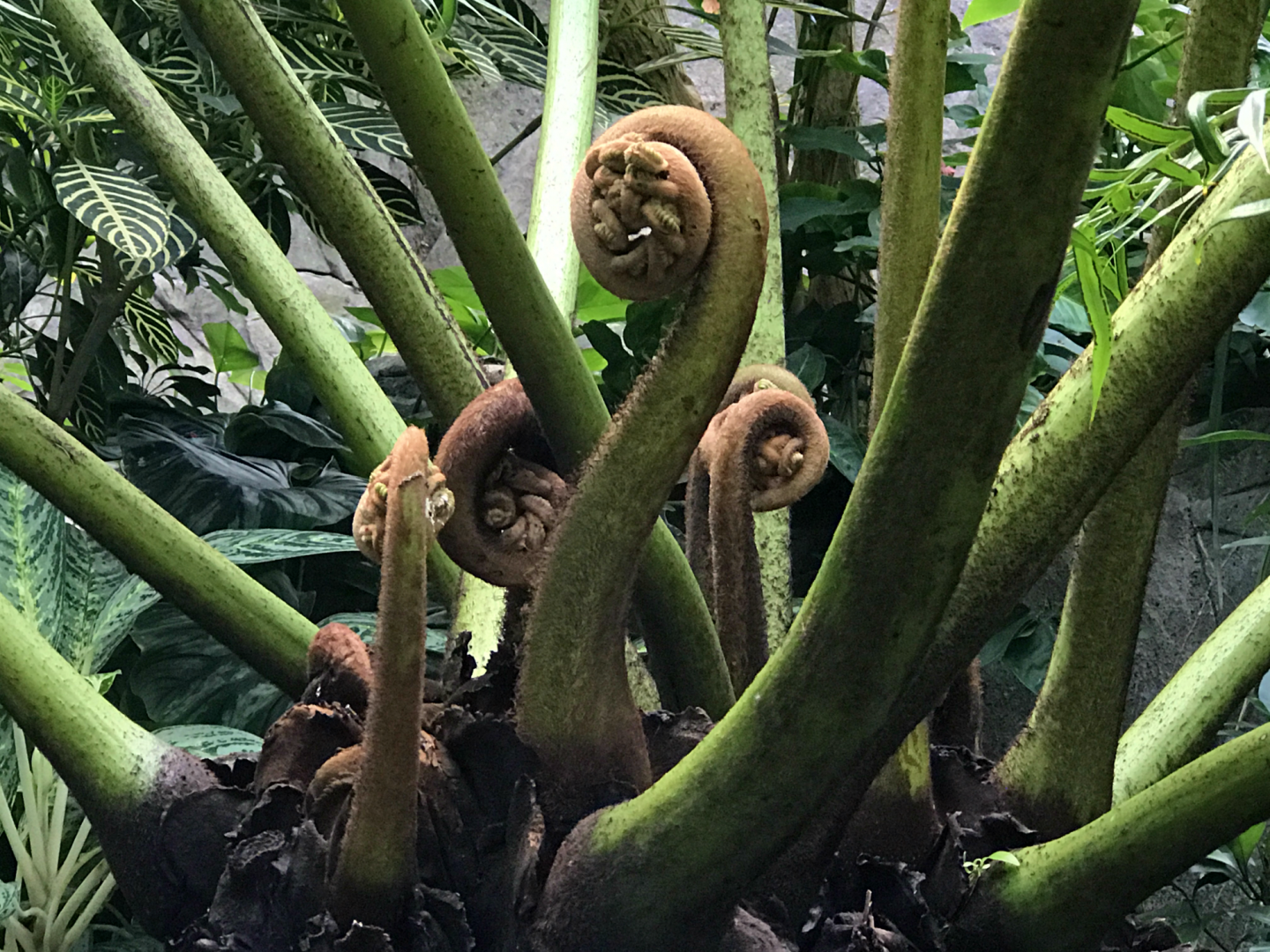 RJ Reynolds Forest Aviary - Australian Tree Fern?