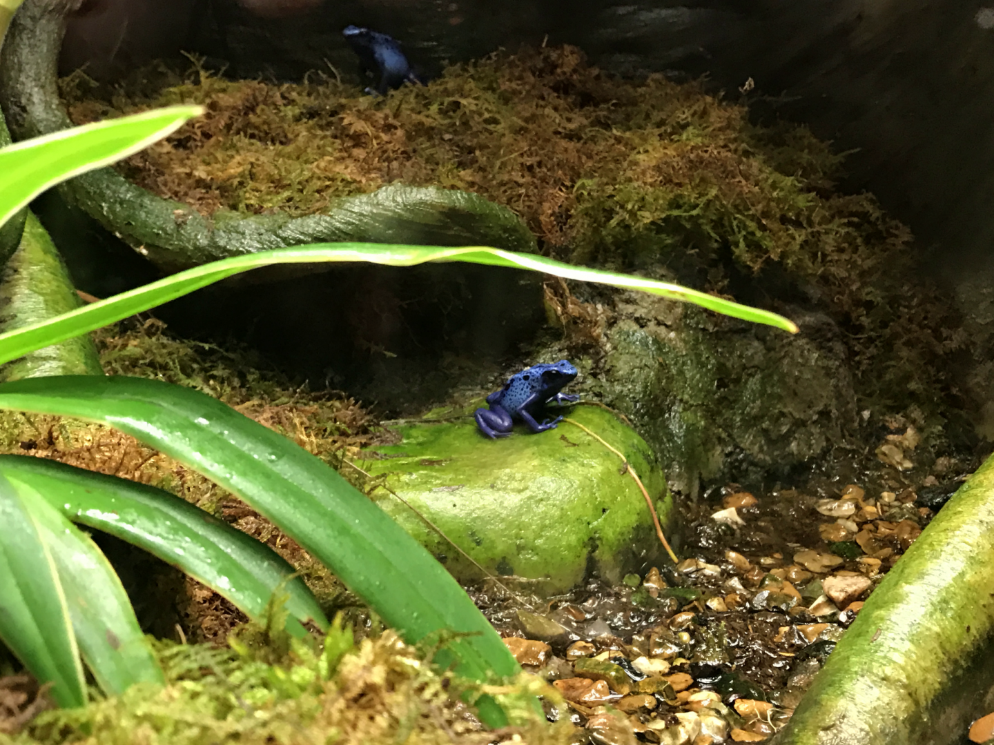 RJ Reynolds Forest Aviary - Blue Poison Dart Frog