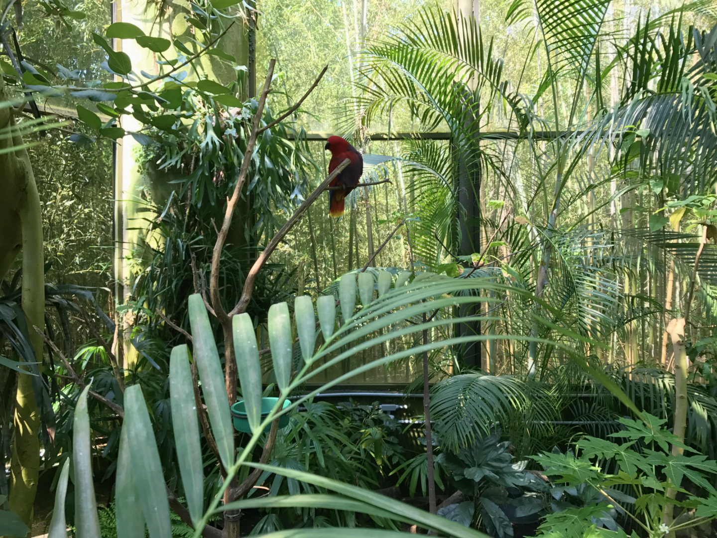 RJ Reynolds Forest Aviary - Eclectus Parrot