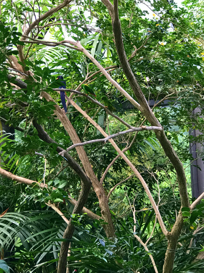 RJ Reynolds Forest Aviary - Green Woodhoopoe & Blue-crowned Hanging Parrot
