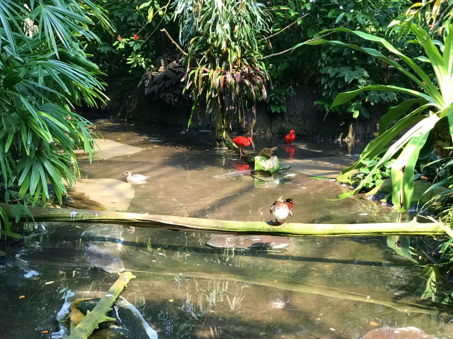 RJ Reynolds Forest Aviary - Scarlet Ibis & Mandarin Duck