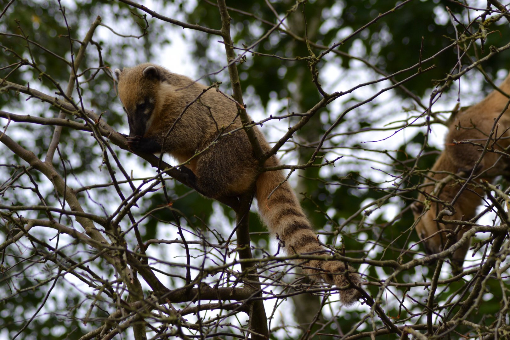 Rng-tailed coati in Givskud Zoo