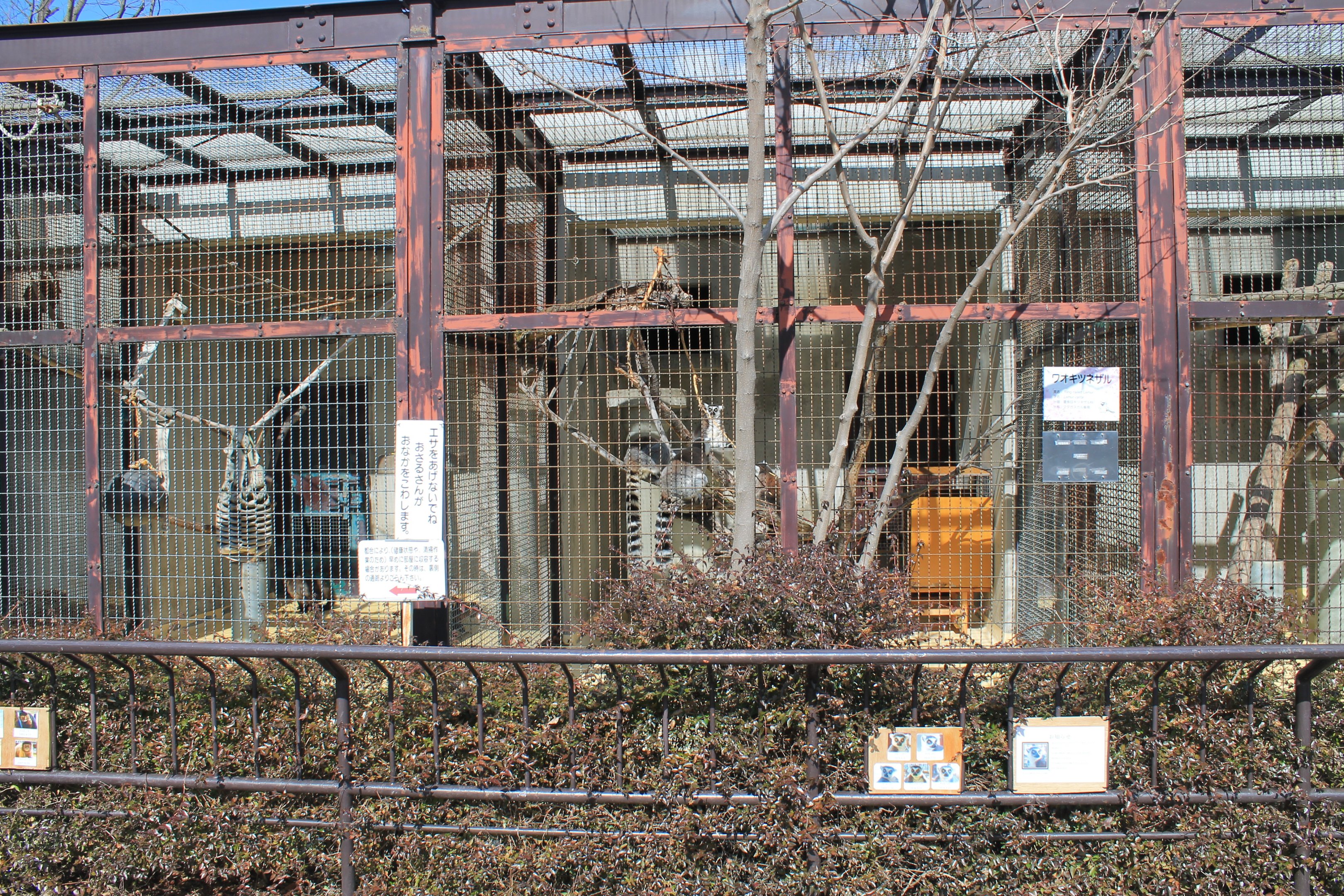 Rng-tailed Lemur cage, Joyama Zoo